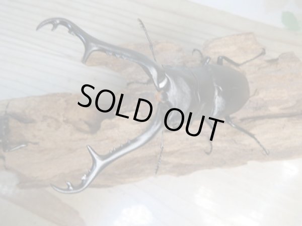 画像2: ☆新成虫☆ギラファノコギリクワガタ(亜種ケイスケ)♂100ミリ♀49ミリ別血統ペア販売!! (2)