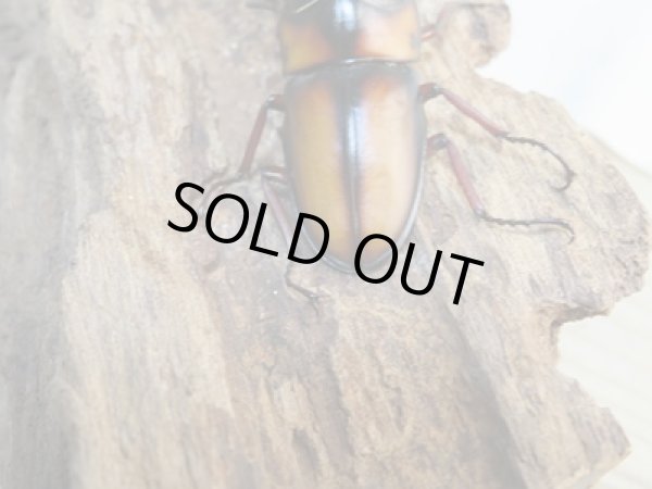 画像3: ☆美麗人気種☆新成虫!ミラビリスノコギリクワガタ♂60ミリ♀26ミリ別血統ペア販売!! (3)