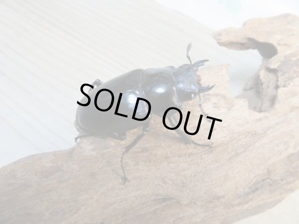 画像4: ☆新成虫☆ギラファノコギリクワガタ(亜種ケイスケ)♂99ミリ♀48ミリ別血統ペア販売!! (4)