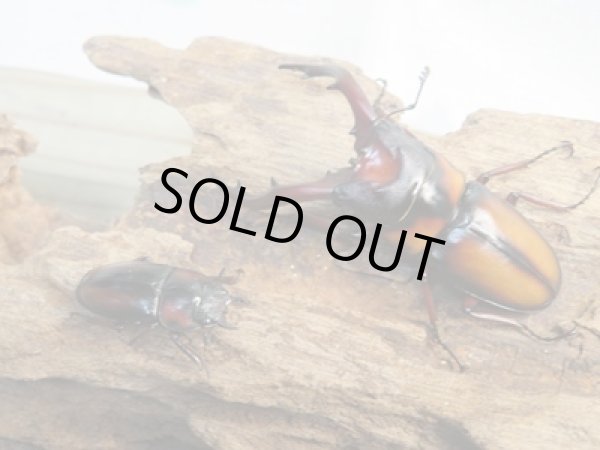 画像5: ☆美麗人気種☆新成虫!ミラビリスノコギリクワガタ♂60ミリ♀26ミリ別血統ペア販売!! (5)