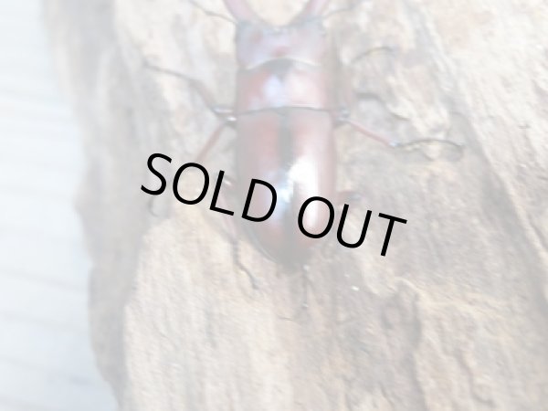 画像3: 新成虫☆WF4☆ラテロタルススノコギリクワガタ♂43ミリ♀フリーサイズ+♀フリーサイズトリオ販売!! (3)