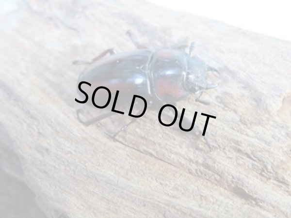 画像4: ☆美麗人気種☆新成虫!ミラビリスノコギリクワガタ♂60ミリ♀26ミリ別血統ペア販売!! (4)