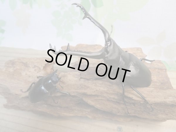 画像5: ☆新成虫☆ギラファノコギリクワガタ(亜種ケイスケ)♂99ミリ♀48ミリ別血統ペア販売!! (5)