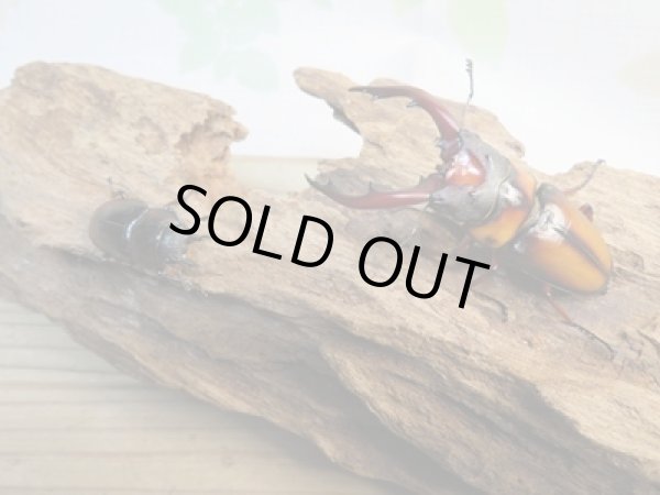 画像5: ☆美麗人気種☆新成虫!ミラビリスノコギリクワガタ♂62ミリ♀30ミリ別血統ペア販売!! (5)