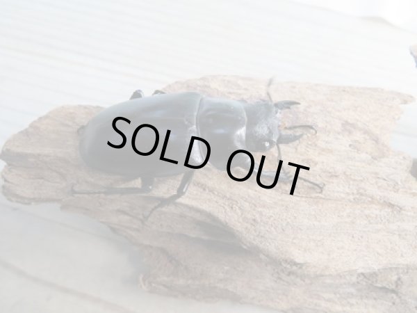 画像4: ☆新成虫☆ギラファノコギリクワガタ(亜種ケイスケ)♂100ミリ♀49ミリ別血統ペア販売!! (4)