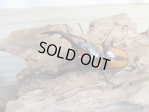 画像2: ☆美麗人気種☆新成虫!ミラビリスノコギリクワガタ♂60ミリ♀26ミリ別血統ペア販売!! (2)