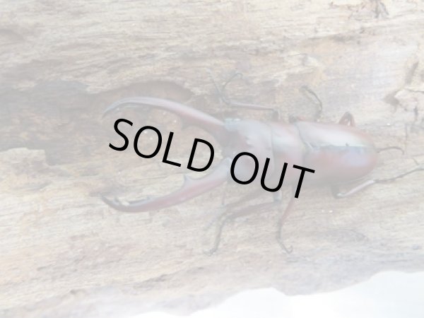 画像2: 新成虫☆WF4☆ラテロタルススノコギリクワガタ♂43ミリ♀フリーサイズ+♀フリーサイズトリオ販売!! (2)