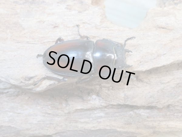 画像4: ☆美麗人気種☆新成虫!ミラビリスノコギリクワガタ♂62ミリ♀30ミリ別血統ペア販売!! (4)