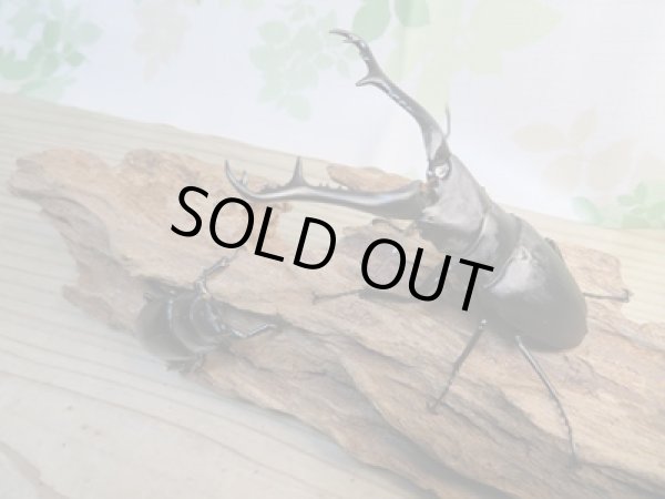 画像5: ☆新成虫☆ギラファノコギリクワガタ(亜種ケイスケ)♂100ミリ♀49ミリ別血統ペア販売!! (5)