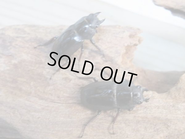 画像4: 新成虫☆WF4☆ラテロタルススノコギリクワガタ♂43ミリ♀フリーサイズ+♀フリーサイズトリオ販売!! (4)