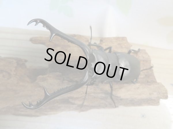 画像2: ☆新成虫☆ギラファノコギリクワガタ(亜種ケイスケ)♂99ミリ♀48ミリ別血統ペア販売!! (2)