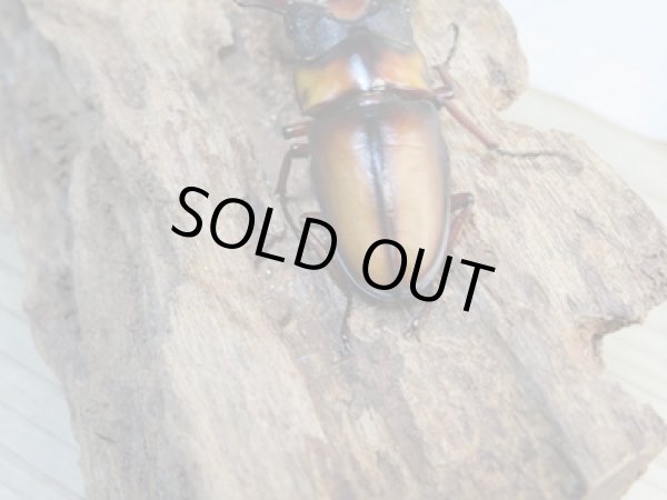 画像3: ☆美麗人気種☆新成虫!ミラビリスノコギリクワガタ♂62ミリ♀30ミリ別血統ペア販売!! (3)