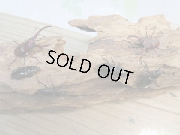 画像6: 新成虫☆WF4☆ラテロタルススノコギリクワガタ♂43ミリ♀フリーサイズ+♀フリーサイズトリオ販売!! (6)