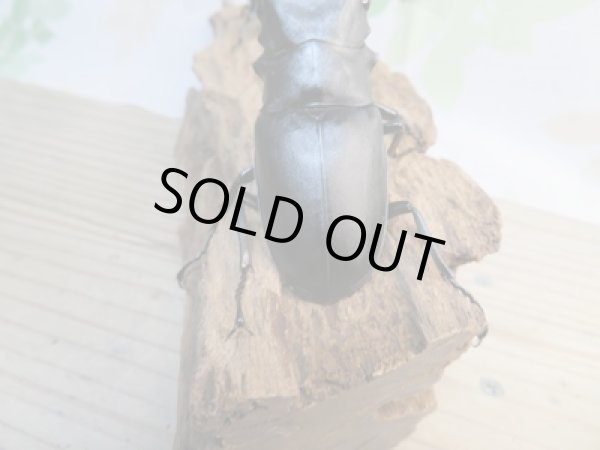 画像3: ☆新成虫☆ギラファノコギリクワガタ(亜種ケイスケ)♂99ミリ♀48ミリ別血統ペア販売!! (3)