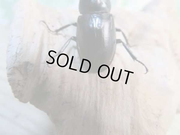 画像3: ☆今季ブリード用☆ミクラミヤマクワガタ♂30ミリ♀25ミリペア販売!! (3)