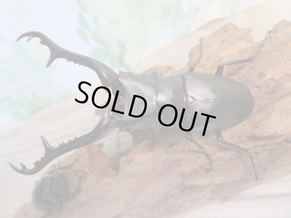 画像6: ☆新成虫☆ギラファノコギリクワガタ(亜種ケイスケ)♂100ミリ♀49ミリ別血統ペア販売!! (6)