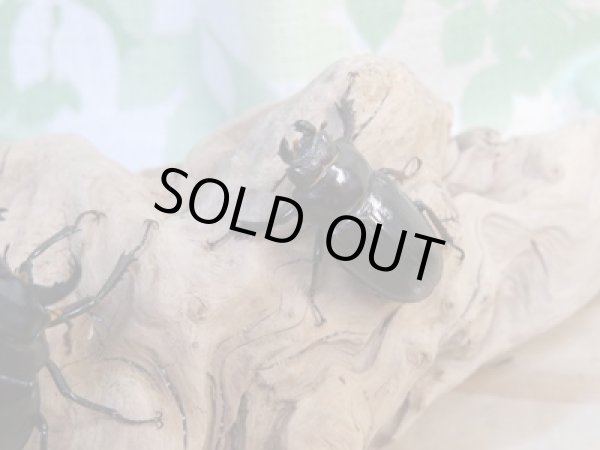 画像4: ☆今季ブリード用☆ミクラミヤマクワガタ♂30ミリ♀24ミリペア販売!! (4)