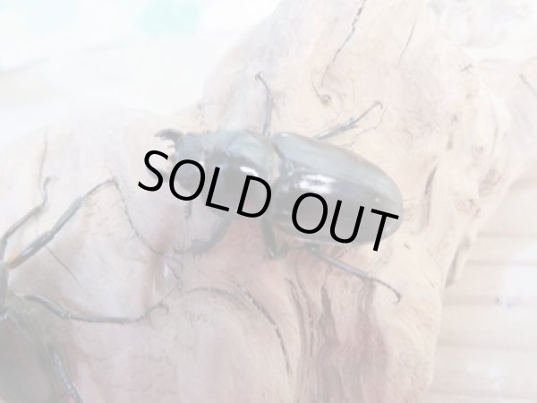 画像4: ☆今季ブリード用☆ミクラミヤマクワガタ♂30ミリ♀25ミリペア販売!! (4)