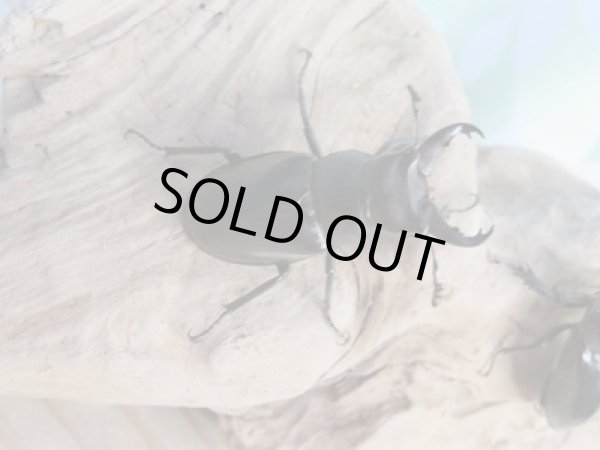 画像2: ☆今季ブリード用☆ミクラミヤマクワガタ♂30ミリ♀24ミリペア販売!! (2)