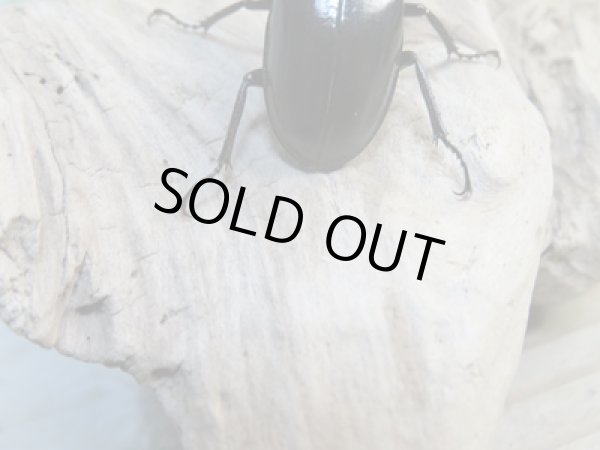 画像3: ☆今季ブリード用☆ミクラミヤマクワガタ♂30ミリ♀24ミリペア販売!! (3)