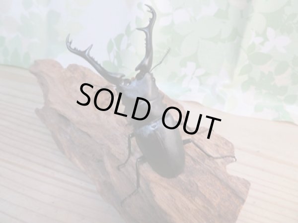 画像7: ☆新成虫☆ギラファノコギリクワガタ(亜種ケイスケ)♂100ミリ♀49ミリ別血統ペア販売!! (7)