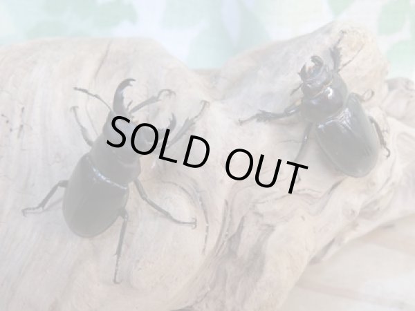 画像5: ☆今季ブリード用☆ミクラミヤマクワガタ♂30ミリ♀24ミリペア販売!! (5)