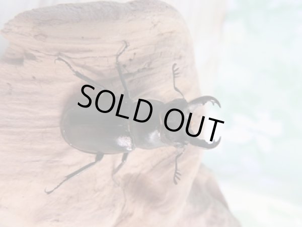 画像2: ☆今季ブリード用☆ミクラミヤマクワガタ♂30ミリ♀25ミリペア販売!! (2)