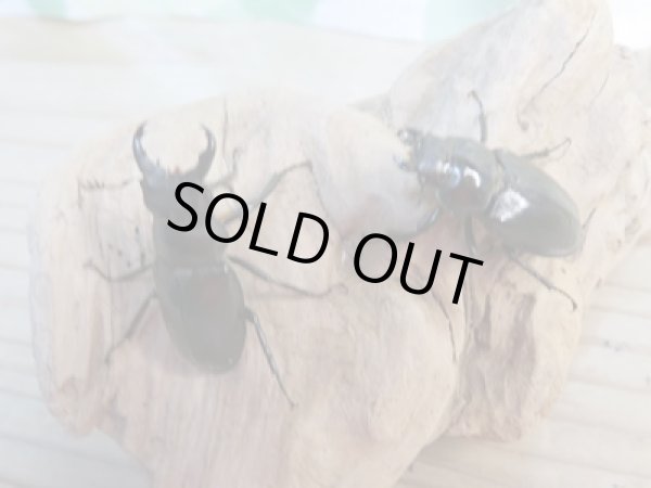 画像5: ☆今季ブリード用☆ミクラミヤマクワガタ♂30ミリ♀25ミリペア販売!! (5)