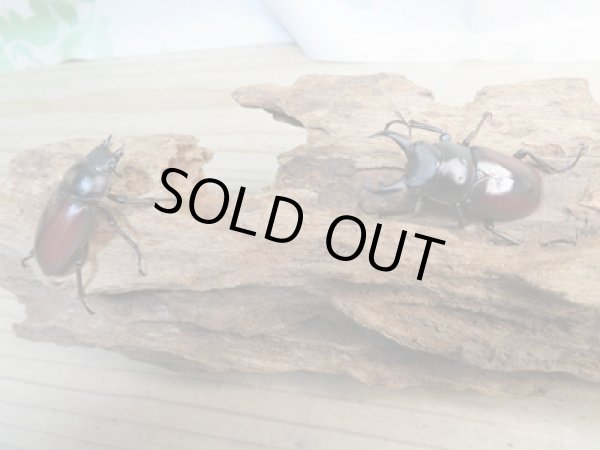 画像5: ☆新成虫☆ドンキエールコクワガタ(赤ドンキ)♂44ミリ♀41ミリ別血統ペア販売!! (5)