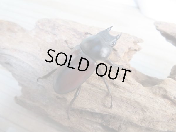 画像4: ☆新成虫☆ドンキエールコクワガタ(赤ドンキ)♂44ミリ♀41ミリ別血統ペア販売!! (4)