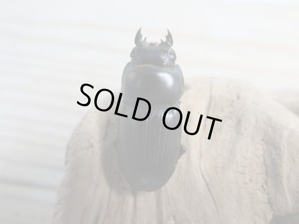 画像4: ドルクス最高峰☆WF3☆スキットオオクワガタ♂29ミリ♀27ミリ別血統ペア販売!! (4)