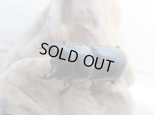 画像2: ドルクス最高峰☆WF3☆スキットオオクワガタ♂29ミリ♀27ミリ別血統ペア販売!! (2)