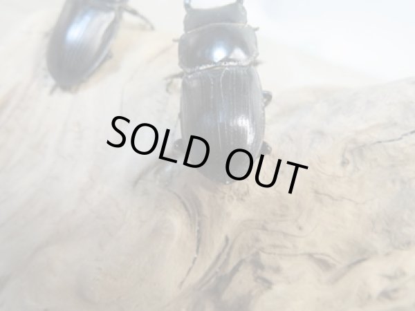 画像3: ドルクス最高峰☆WF3☆スキットオオクワガタ♂29ミリ♀27ミリ別血統ペア販売!! (3)