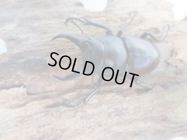 画像2: ☆新成虫☆ドンキエールコクワガタ(赤ドンキ)♂44ミリ♀41ミリ別血統ペア販売!! (2)