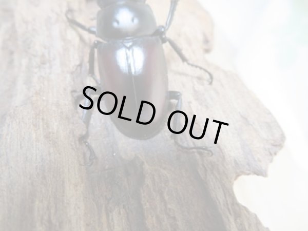 画像3: ☆新成虫☆ドンキエールコクワガタ(赤ドンキ)♂44ミリ♀41ミリ別血統ペア販売!! (3)