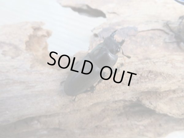 画像4: ☆新成虫☆キルクネリウスグアンシィ(グアンクシィシカノコギリクワガタ)♂47.5ミリ〜50ミリ♀フリーサイズペア販売!! (4)