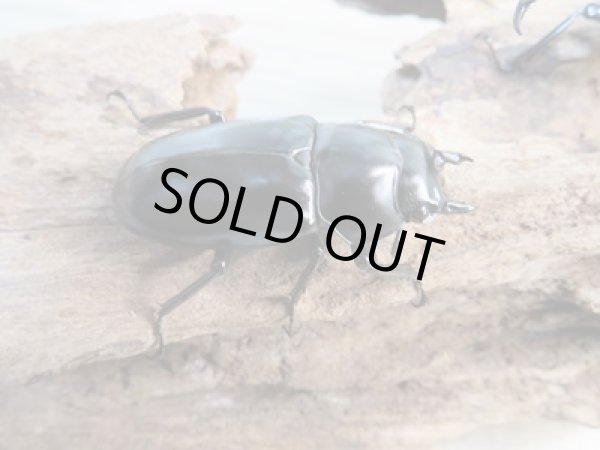 画像4: 大人気種☆Dibang Valley産☆ウエストウッディ オオシカクワガタ♂59ミリ♀41ミリ別血統ペア販売!! (4)