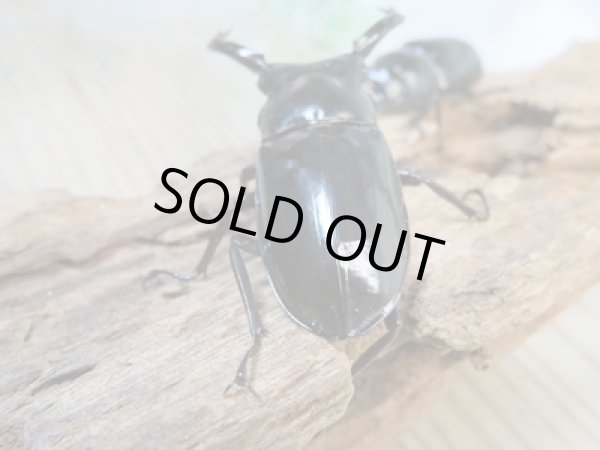 画像3: 大人気種☆Dibang Valley産☆ウエストウッディ オオシカクワガタ♂59ミリ♀41ミリ別血統ペア販売!! (3)