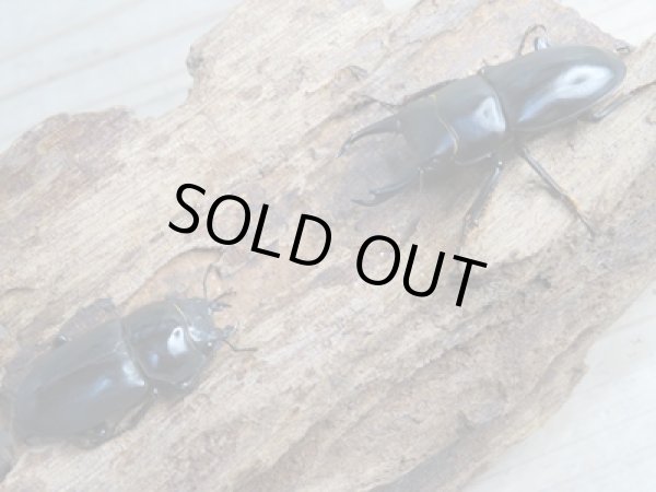 画像5: 新成虫☆WF3☆ウーコクワ(ドルクス・ウー)♂40ミリ〜41ミリ♀フリーサイズペア販売!! (5)