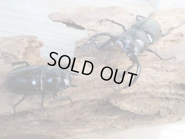 画像5: 大人気種☆Dibang Valley産☆ウエストウッディ オオシカクワガタ♂59ミリ♀41ミリ別血統ペア販売!! (5)