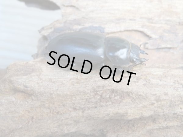 画像4: 新成虫☆WF3☆ウーコクワ(ドルクス・ウー)♂40ミリ〜41ミリ♀フリーサイズペア販売!! (4)