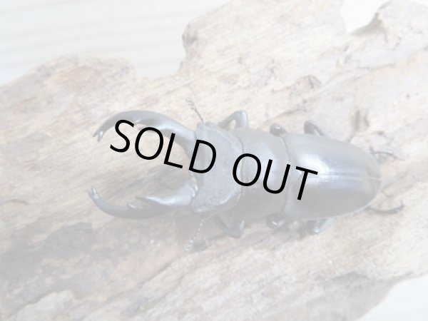 画像2: ☆新成虫☆キルクネリウスグアンシィ(グアンクシィシカノコギリクワガタ)♂47.5ミリ〜50ミリ♀フリーサイズペア販売!! (2)