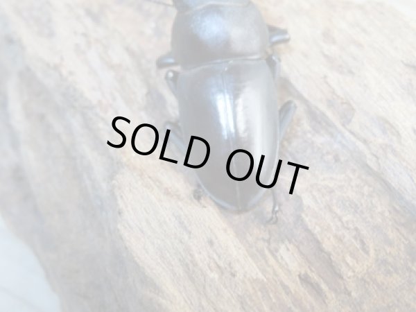 画像3: ☆新成虫☆キルクネリウスグアンシィ(グアンクシィシカノコギリクワガタ)♂47.5ミリ〜50ミリ♀フリーサイズペア販売!! (3)