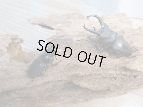 画像5: ☆新成虫☆キルクネリウスグアンシィ(グアンクシィシカノコギリクワガタ)♂47.5ミリ〜50ミリ♀フリーサイズペア販売!! (5)