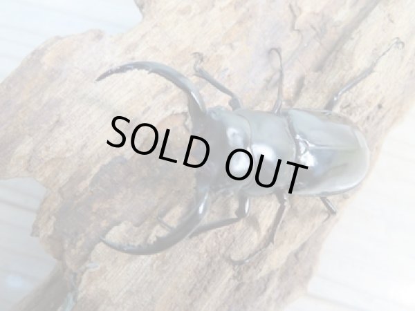 画像2: 大人気種☆Dibang Valley産☆ウエストウッディ オオシカクワガタ♂59ミリ♀41ミリ別血統ペア販売!! (2)