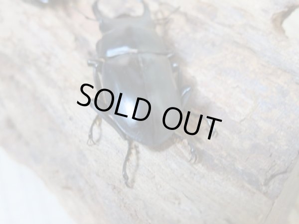 画像3: 新成虫☆WF3☆ウーコクワ(ドルクス・ウー)♂40ミリ〜41ミリ♀フリーサイズペア販売!! (3)