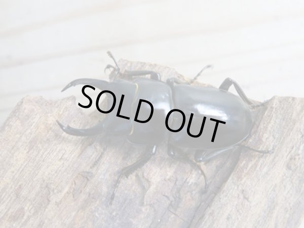 画像2: 新成虫☆WF3☆ウーコクワ(ドルクス・ウー)♂40ミリ〜41ミリ♀フリーサイズペア販売!! (2)