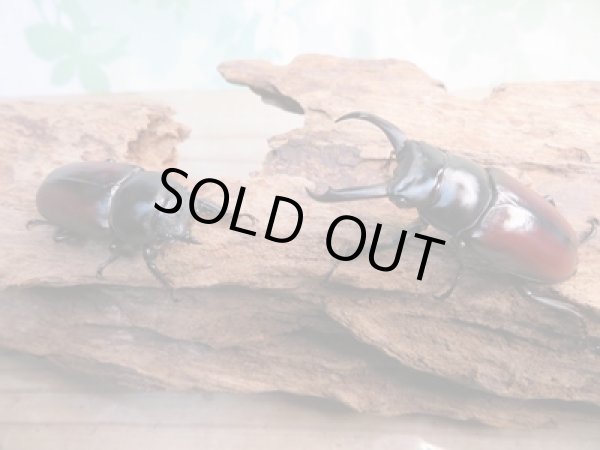 画像5: ☆新成虫☆ドンキエールコクワガタ(赤ドンキ)♂53ミリ♀40ミリ別血統ペア販売!! (5)