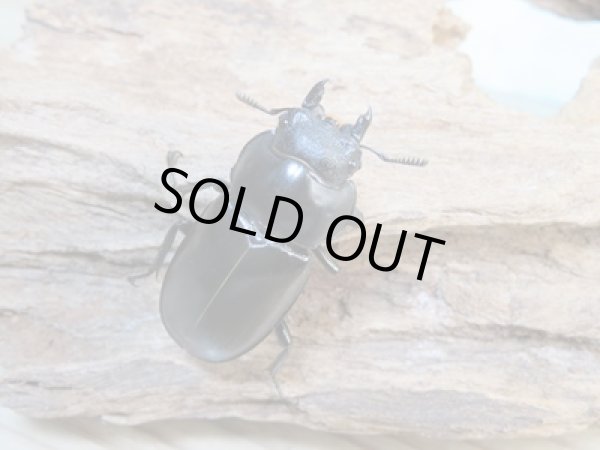 画像4:  ☆新成虫☆フォルスターフタマタクワガタ(原名亜種)♂66ミリ♀38ミリ別血統ペア販売!! (4)