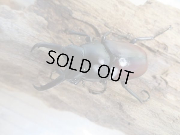 画像2: ☆新成虫☆ドンキエールコクワガタ(赤ドンキ)♂53ミリ♀40ミリ別血統ペア販売!! (2)